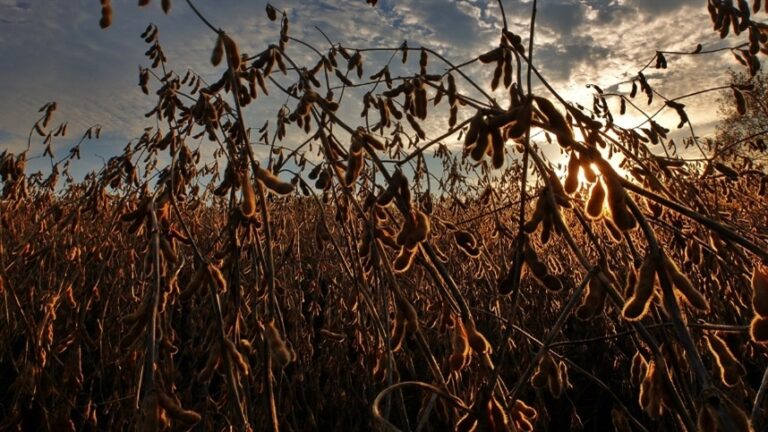 Demanda por biodiesel eleva preços do óleo de soja no Brasil