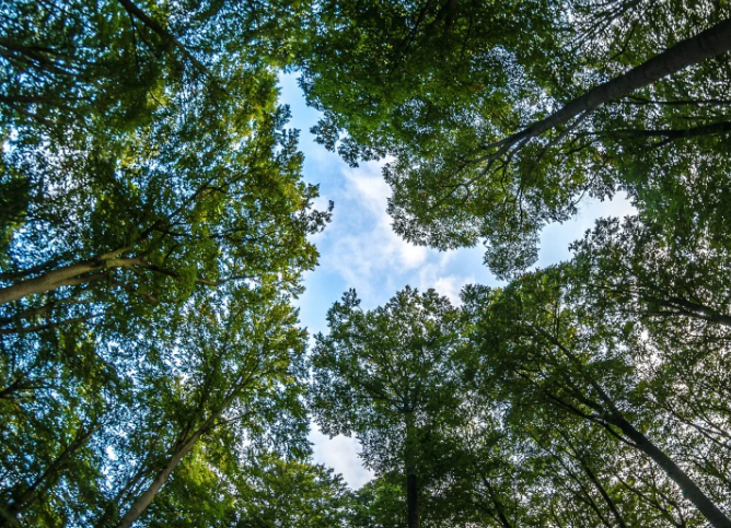 Hidrogênio de baixa emissão de carbono: Nordeste tem potencial para ser polo importante no Brasil
