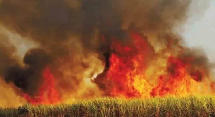 Levantamento da UNICA indica pelo menos 230 mil hectares de cana-de-açúcar atingidos por incêndios no interior de São Paulo