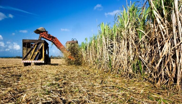 Produção de açúcar e etanol hidratado se mantém em alta no Norte e Nordeste