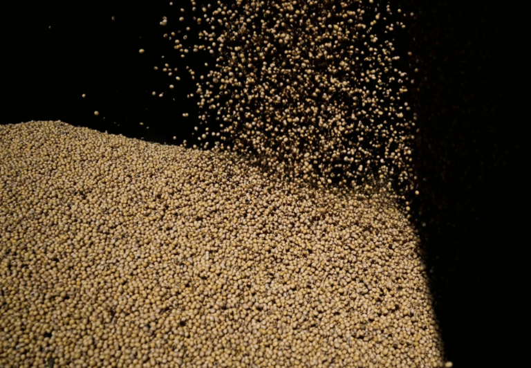 Projeção de processamento de soja do Brasil em 2025 cresce com demanda por biodiesel
