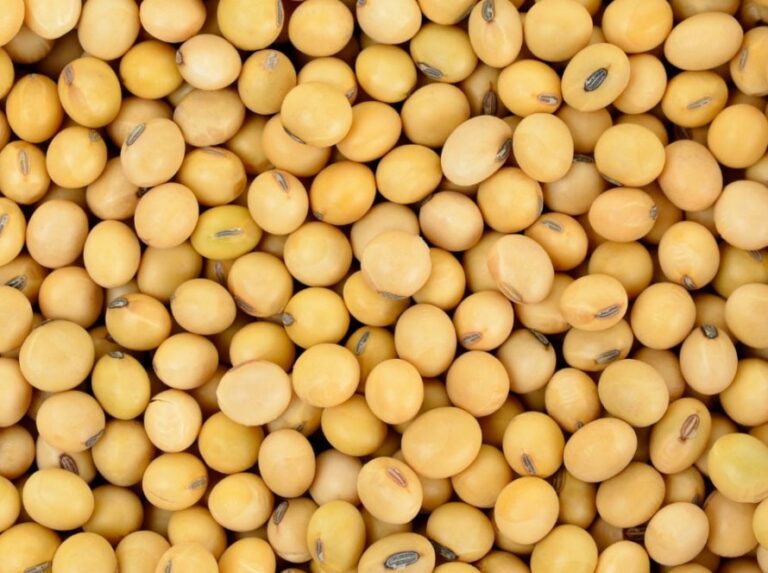 Biodiesel eleva a recorde fatia do óleo de soja na margem de lucro da indústria