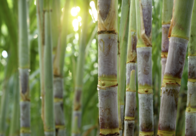 Safra 2026-2027 de cana-de-açúcar terá maior oferta de etanol