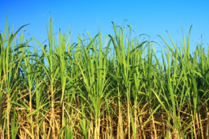 Safra 2026/27 pode moer 629 milhões de toneladas de cana