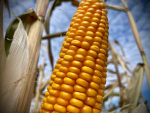 BioMilho levanta debate sobre energia no etanol de milho