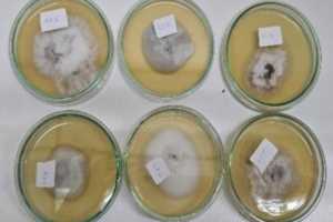 Pesquisa da FEI transforma casca de cacau em biocombustíveis e enzimas