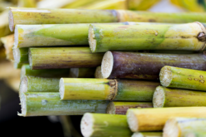 MP reduz impactos do tarifaço dos EUA para produtores de cana