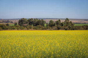 Canola mais que dobra área no RS e ganha espaço no biodiesel