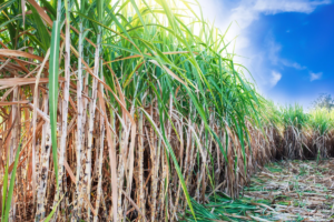 Moagem de cana no Norte-Nordeste atinge 23,1% do previsto para 2026/27